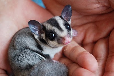 http://2.bp.blogspot.com/-hTK5sG5Rxg4/Th0S2foT-7I/AAAAAAAAANQ/P04tt558aNE/s1600/baby+sugar+glider.jpg